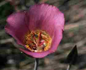 detail from Calochortus sp. Ref. # CVA 1502-2527